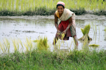 Индия ограничила экспорт нескольких видов риса